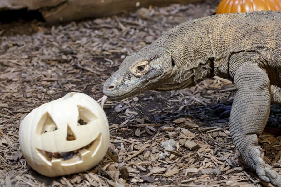 Chattanooga Zoo adds a "spirited" Halloween event for adults
